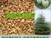 雪松种子,雪松种子种植与催芽技术详解