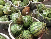 娱乐吃瓜头像,吃瓜群众眼中的明星幕后故事