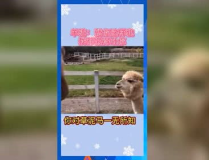 娱乐吃瓜宣传片,揭秘娱乐圈幕后故事