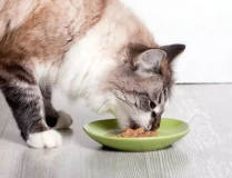 娱乐吃瓜酱小猫咪,揭秘娱乐圈那些不为人知的幕后故事