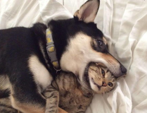 娱乐吃瓜君猫猫狗狗,猫猫狗狗的趣味生活大揭秘