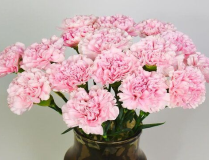 康乃馨花代表什么,爱与感恩的使者