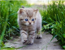 娱乐吃瓜酱找猫,猫咪界的“网红”诞生记